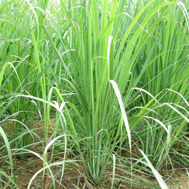 Lemon Grass