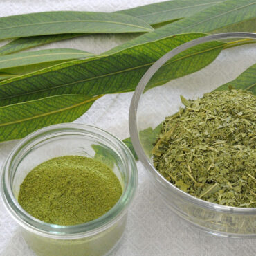 Eucalyptus