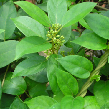 Gymnema Sylvestre