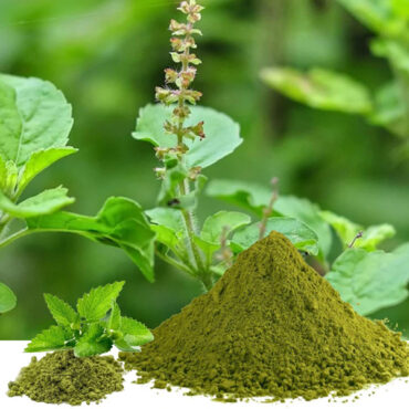 Tulsi