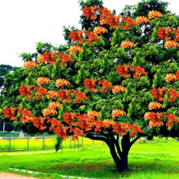 Ashoka Bark
