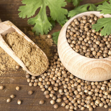 Coriander