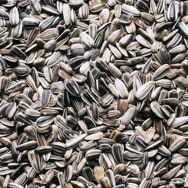 Barley Flour